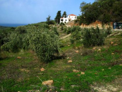 Działka z gajem oliwnym 3 km od plaży