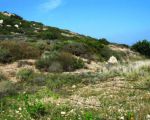 Działka z gajem oliwnym 200 m od piaszczystej plaży